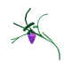 Grape