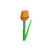 Orange Tulip
